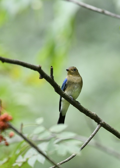 オオルリ♂若鳥0534