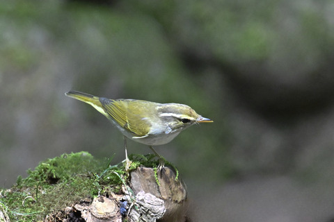 センダイムシクイ2344