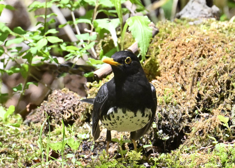 クロツグミ♂2989
