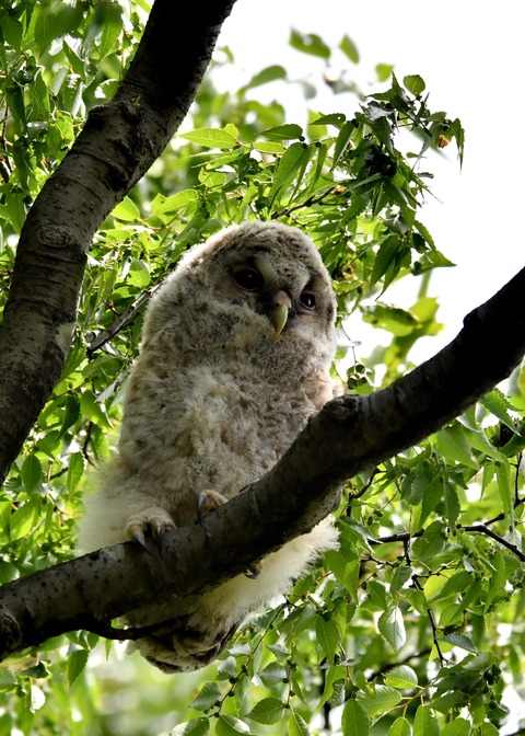 フクロウのヒナ①4005