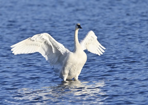 アメリカコハクチョウ9007