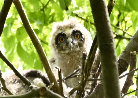 トラフズクのヒナ1839