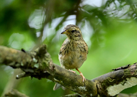 ホオジロ幼鳥3195