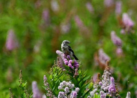 ノビタキ幼鳥2358