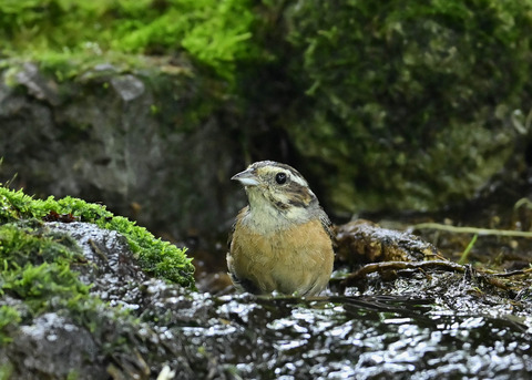 ホオジロ♀7960