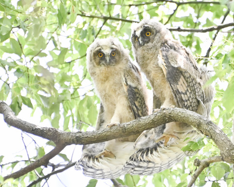 トラフズクの雛②4374