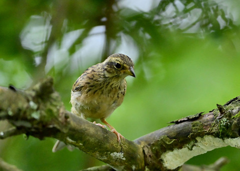 ホオジロ幼鳥3179