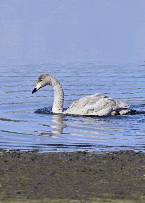 オオハクチョウ幼鳥3122