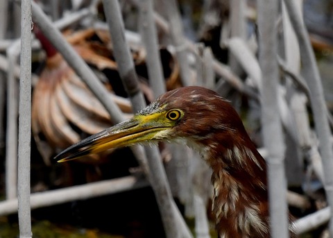 アカガシラサギ1230