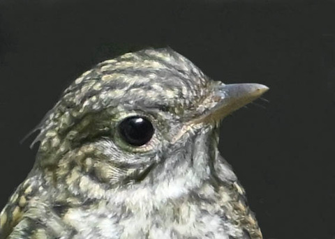 キビタキ幼鳥4002