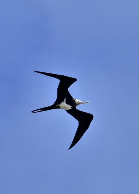 オオグンカンドリ2183