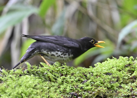 クロツグミ♂4210