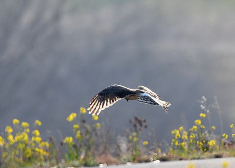ハイイロチュウヒ♀4042