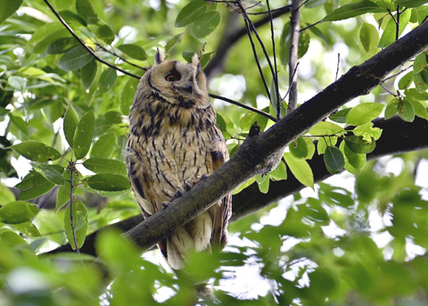 トラフズク♂2321