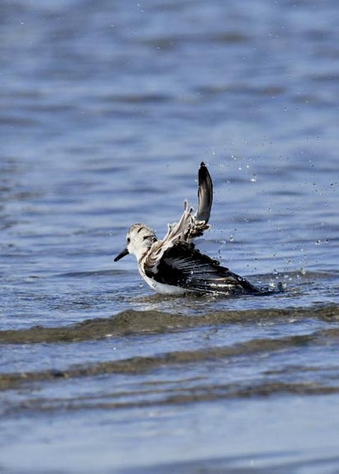 ミユビシギ幼羽8870