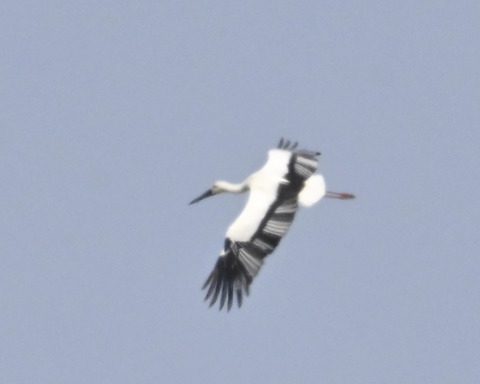 飛ぶコウノトリ8664