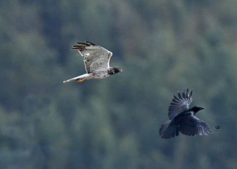 ズグロチュウヒ3433