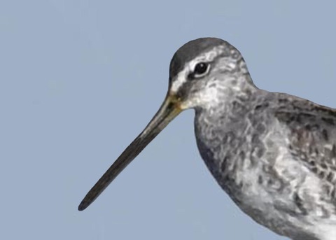 オオハシシギ6000