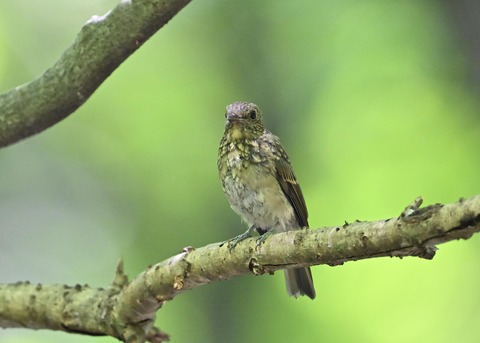 オオルリ♀幼鳥1363