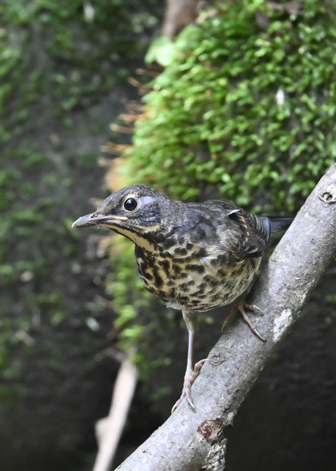 クロツグミ♀幼鳥0092