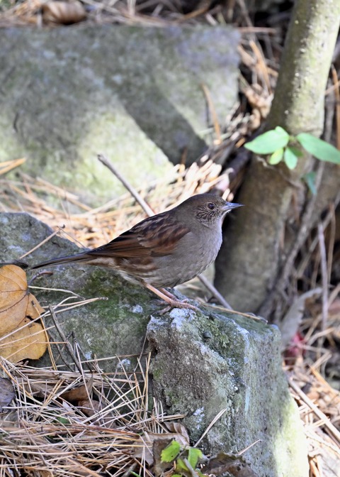 カヤクグリ6865