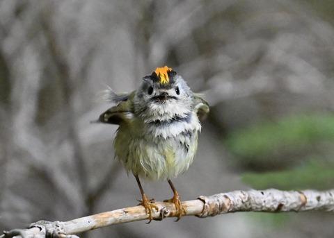 キクイタダキ♂2244