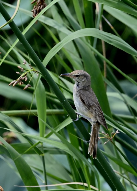 オオヨシキリ幼鳥8404
