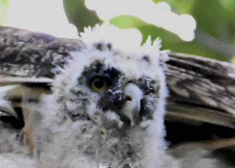 トラフズクのヒナ4628 - コピー