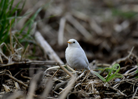 タヒバリ(白化)6547