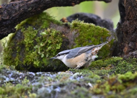 ゴジュウカラ4116