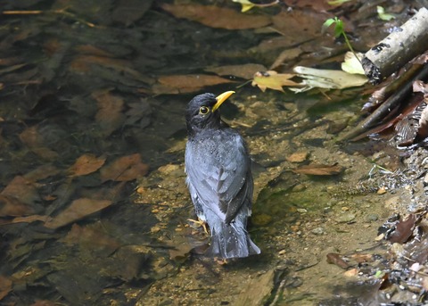 クロツグミ♂4859