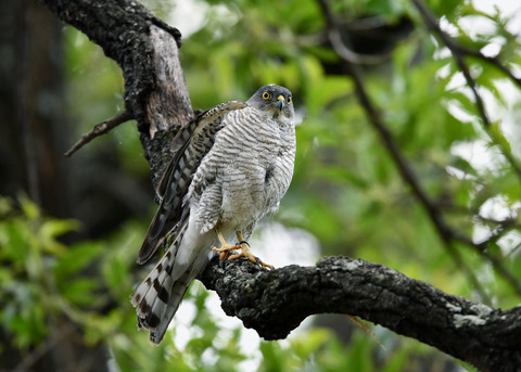 ツミ♀8289