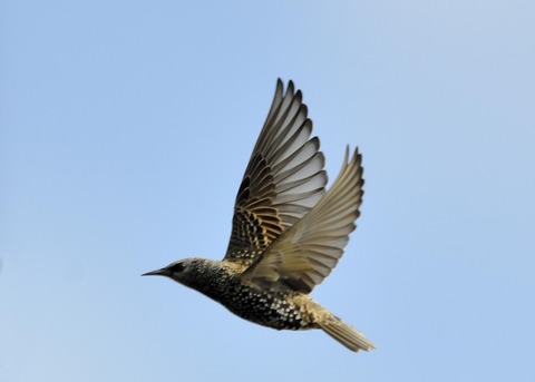 ホシムクドリ6958○