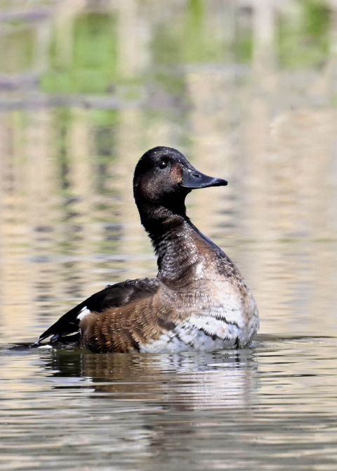 アカハジロ♀3847