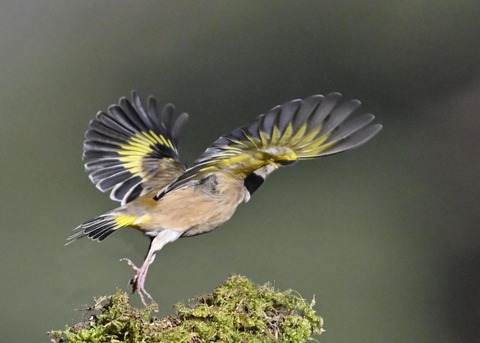 オオカワラヒワ7480