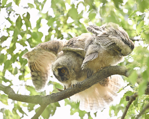 トラフズクの雛②3254