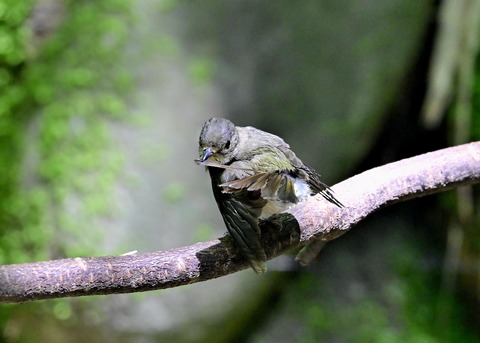 キビタキ♀6379