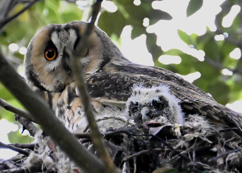 トラフズク♀とヒナ4583