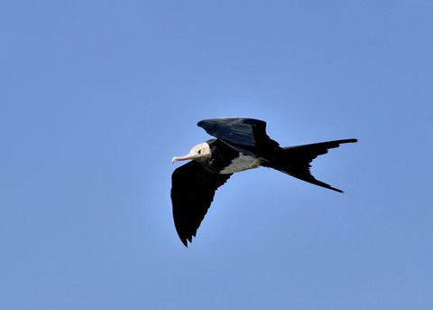 オオグンカンドリ0323