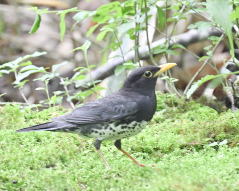 クロツグミ♂5873