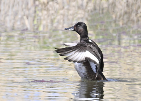 アカハジロ♀4061