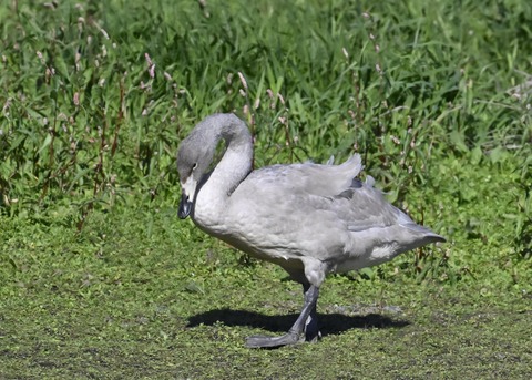 オオハクチョウ幼鳥2848