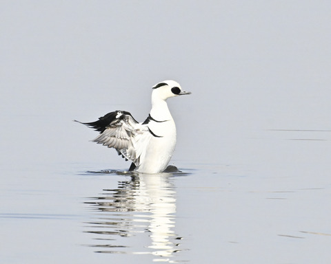 羽ばたくミコアイサ♂4877