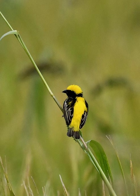 オウゴンチョウ1380