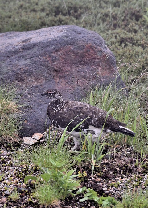 ライチョウ夏羽♂3029
