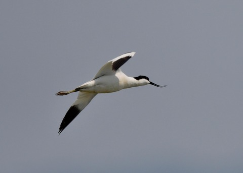 飛ぶ・ソリハシセイタカシギ8564