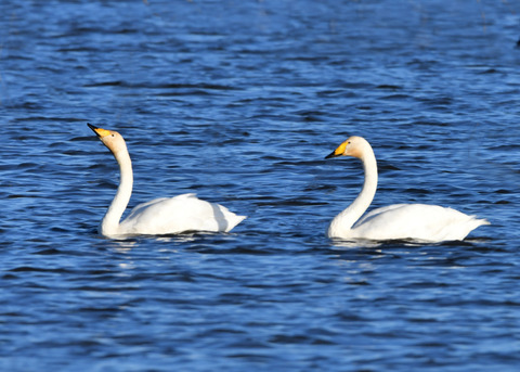 オオハクチョウ3474