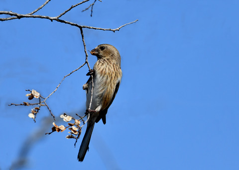 ベニマシコ♀2591