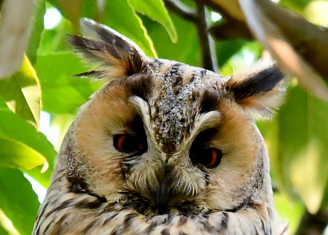 トラフズク♂2260