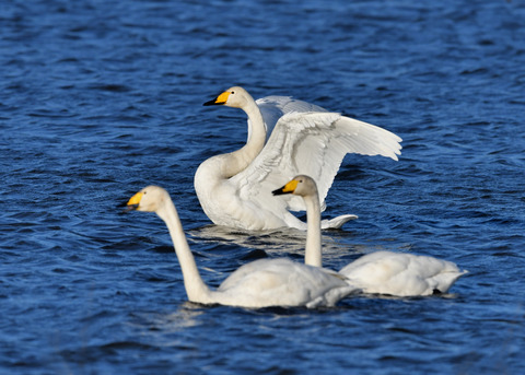 オオハクチョウ3542